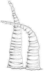 Pohlia tenuifolia, inner surface of exostome tooth. Drawn by R.D. Seppelt from P.J. Brownsey s.n., 20 Oct. 1996, WELT M0031769.
 Image: R.D. Seppelt © R.D. Seppelt All rights reserved